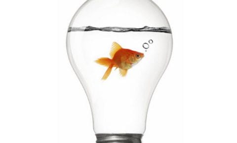 fish in a lightbulb
