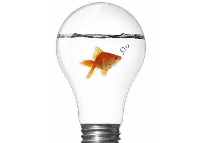 fish in a lightbulb