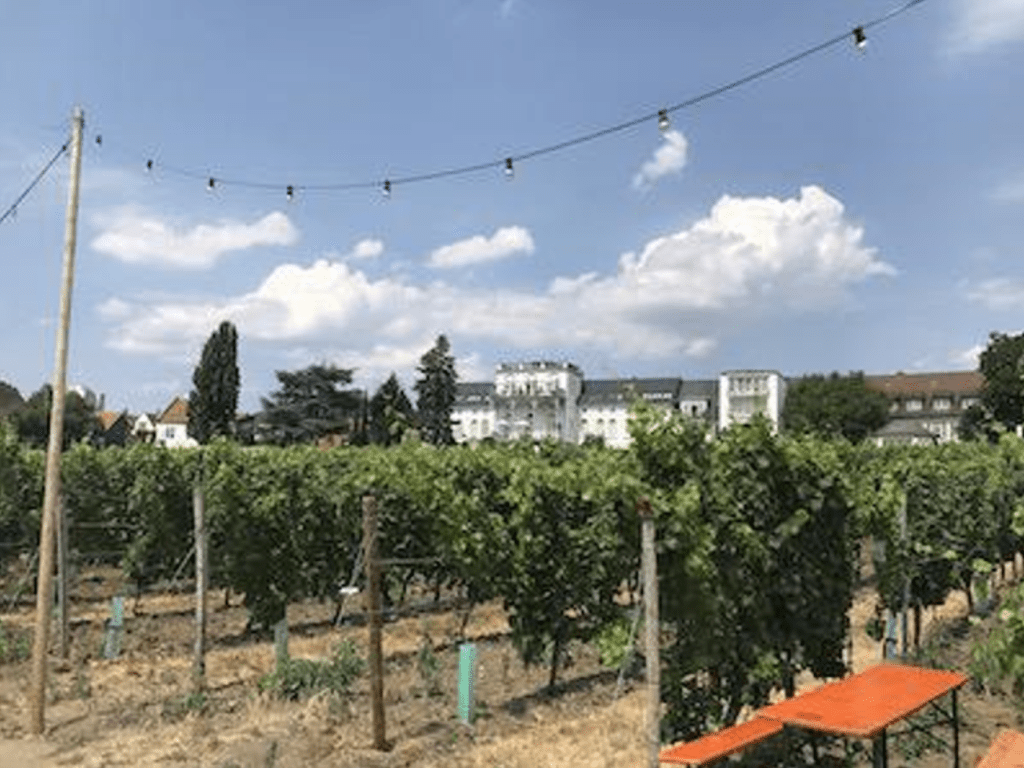 Wine Region